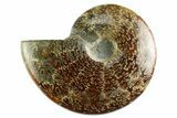 Polished Cretaceous Ammonite (Cleoniceras) Fossil - Madagascar #339084-1